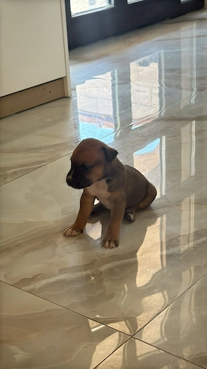 Puii Amstaff 12 , 7 băieți 5 fete  - imagine 3