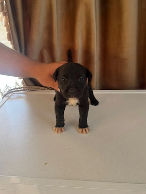 Puii Amstaff 12 , 7 băieți 5 fete  - imagine 4