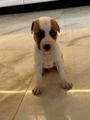 Puii Amstaff 12 , 7 băieți 5 fete  - imagine 2