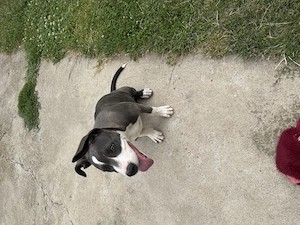 Vând femela Amstaff blue - imagine 3