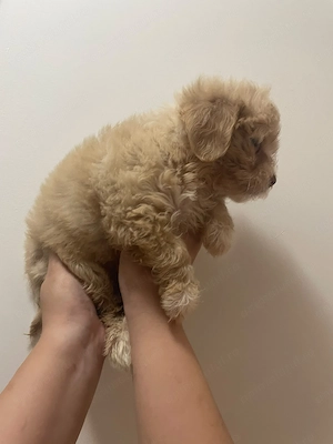 Maltipoo mini toy 