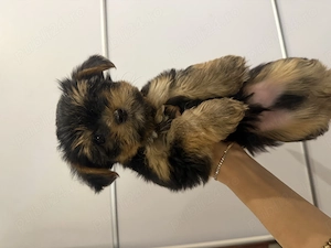 Catelusi Yorkshire Terrier baieti ! - imagine 4