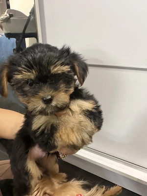 Catelusi Yorkshire Terrier baieti ! - imagine 2