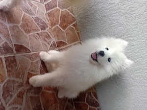 Fetite samoyed pedigree A FCI - imagine 2