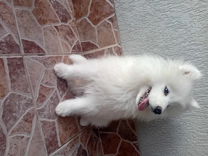 Fetite samoyed pedigree A FCI
