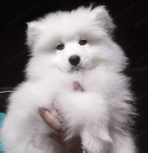 Fetite samoyed pedigree A FCI - imagine 5