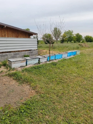 vand albine, stupi si căsuța 