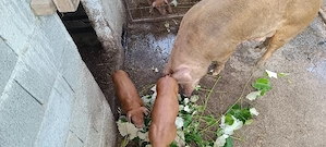 Vand purcei duroc. - imagine 4