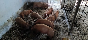 Vand purcei duroc.