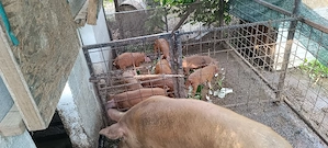 Vand purcei duroc. - imagine 5