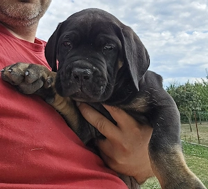 Puiut Cane Corso  - imagine 4