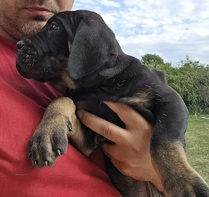 Puiut Cane Corso  - imagine 5