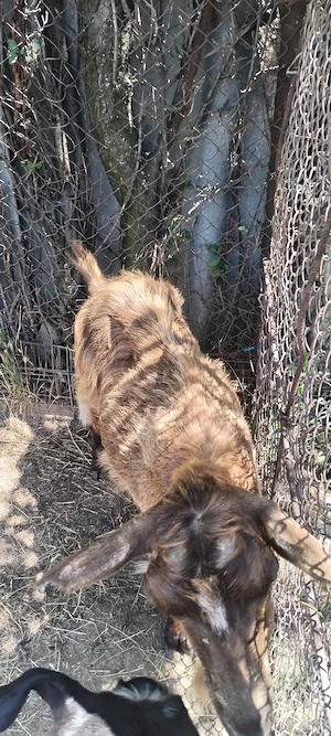 Capra de rasa matura alpina de munte
