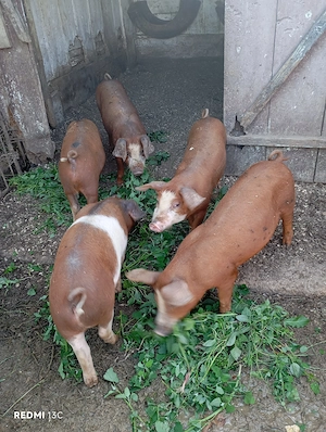 vând 2 purcei duroc