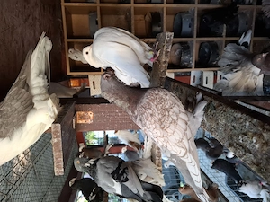 Vand porumbei de ornament