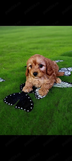 puiuți maltipoo disponibili imediat  - imagine 3