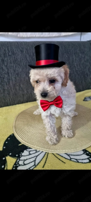 puiuți maltipoo disponibili imediat 