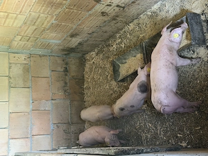 Vând porci diferite mărimi și diferite rase - imagine 2