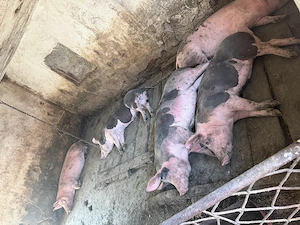 Vând porci diferite mărimi și diferite rase - imagine 5