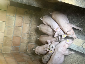Vând porci diferite mărimi și diferite rase - imagine 4