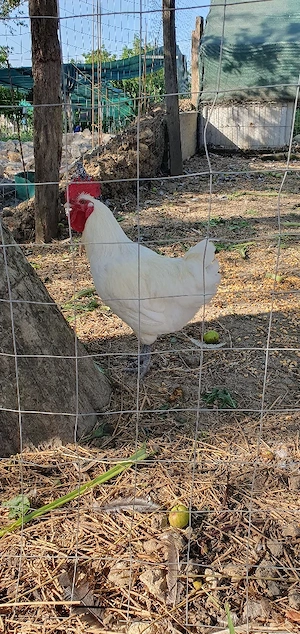 cocosi La Bresse albi