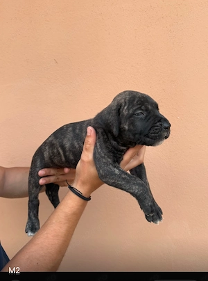 Cățeluși Presa Canario din părinți cu pedigree  - imagine 4