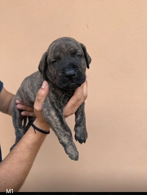 Cățeluși Presa Canario din părinți cu pedigree  - imagine 2