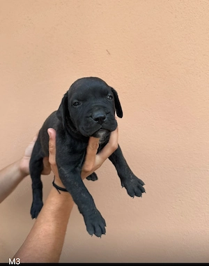 Cățeluși Presa Canario din părinți cu pedigree  - imagine 3