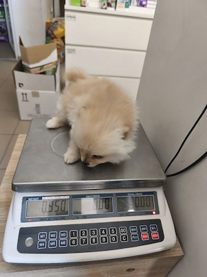 puiuți Pomeranian superbi cauta atenție  - imagine 4