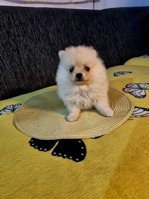 puiuți Pomeranian superbi cauta atenție  - imagine 5