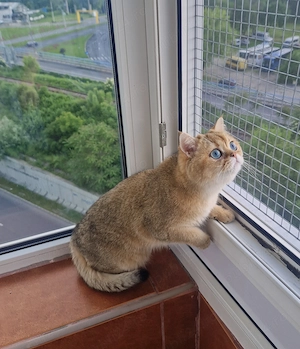 British shorthair ny 11 - imagine 2