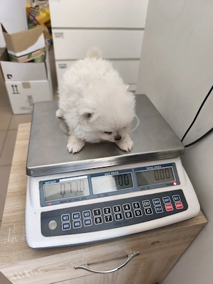 puiuți Pomeranian superbi cauta atenție  - imagine 2