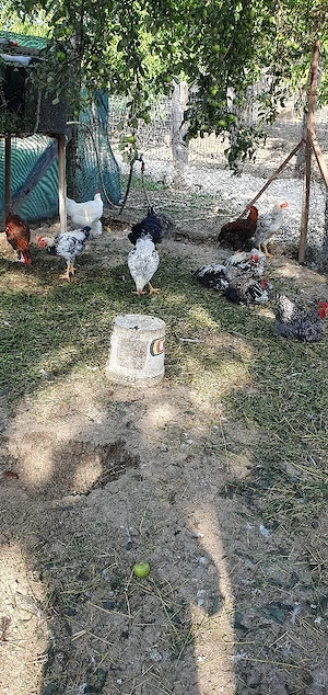 vand cocosi tineri 4 luni