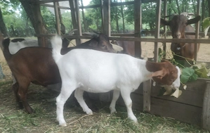Capra Murciano Granadina 