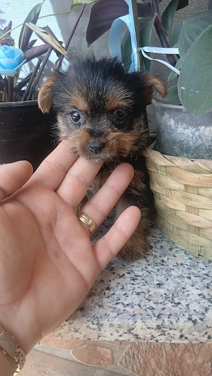 Fetiță de yorkshire terier dețin și părinții puilor! 