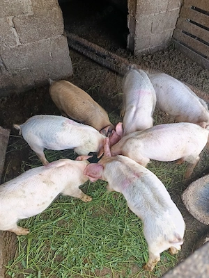 Purcei de vanzare 20 kg  - imagine 4