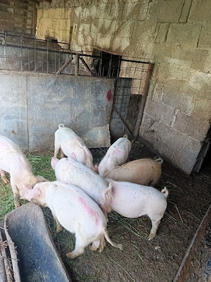 Purcei de vanzare 20 kg  - imagine 3