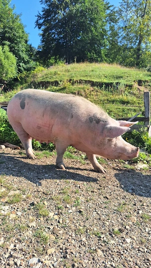 Purcea de vânzare 