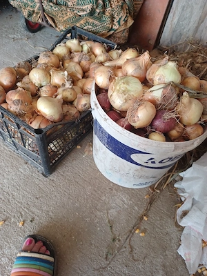 de vanzare  30 hg ceapa romaneasca productie noua