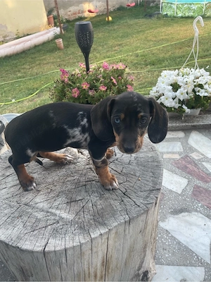 Teckel Negru arlechin si  Negru
