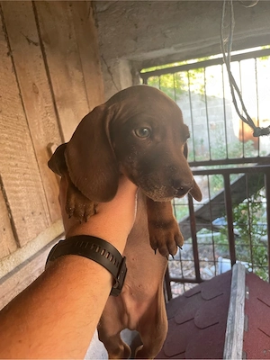 Teckel Ciocolatiu si  Negru