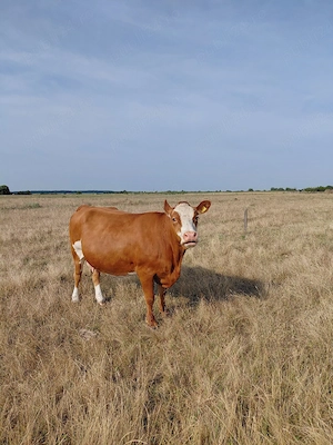 vaca gestantă