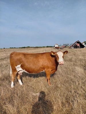 vaca gestantă - imagine 2