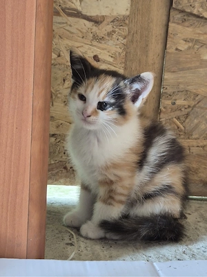 pisicuta spre adoptie 