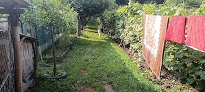 vând cuibanesc de Bucovina