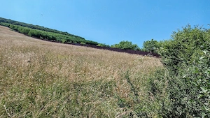 Teren 4000 mp extravilan  Sangeorgiu de Mures, deschidere 37 metri la Strada Tofalau - imagine 2