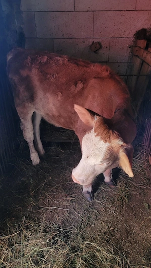 Vițea de vânzare în Maramureș, localitatea Bârsana.  - imagine 3