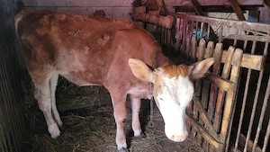 Vițea de vânzare în Maramureș, localitatea Bârsana.  - imagine 5