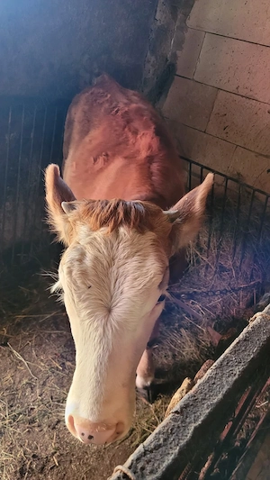 Vițea de vânzare în Maramureș, localitatea Bârsana.  - imagine 2