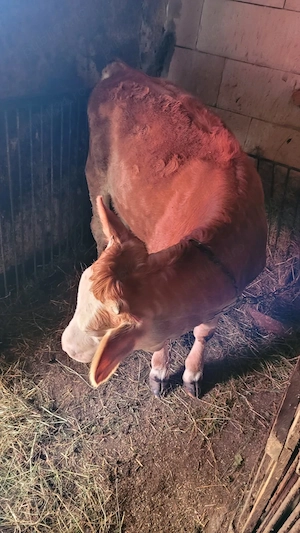 Vițea de vânzare în Maramureș, localitatea Bârsana.  - imagine 4